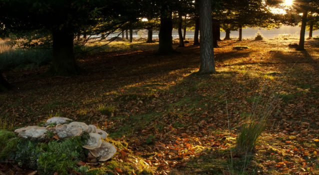 Wandelroute van de Maand Dwingelderveld